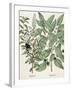 Ligustrum and Guiacana-null-Framed Giclee Print