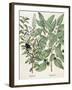 Ligustrum and Guiacana-null-Framed Giclee Print