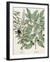 Ligustrum and Guiacana-null-Framed Giclee Print