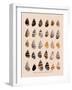 Liguus Tree-Snails-H. A. Pilsbry-Framed Giclee Print