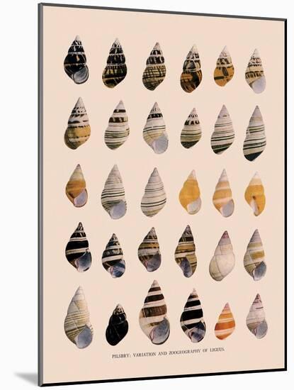Liguus Tree-Snails-H. A. Pilsbry-Mounted Giclee Print