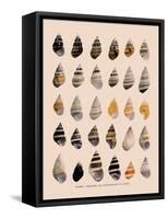Liguus Tree-Snails-H. A. Pilsbry-Framed Stretched Canvas