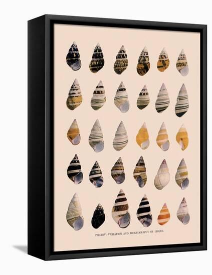 Liguus Tree-Snails-H. A. Pilsbry-Framed Stretched Canvas