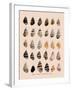 Liguus Tree-Snails-H. A. Pilsbry-Framed Giclee Print