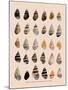 Liguus Tree-Snails-H. A. Pilsbry-Mounted Giclee Print