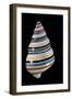 Liguus Virgineus-Paul Starosta-Framed Photographic Print