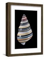 Liguus Virgineus-Paul Starosta-Framed Photographic Print