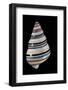 Liguus Virgineus-Paul Starosta-Framed Photographic Print