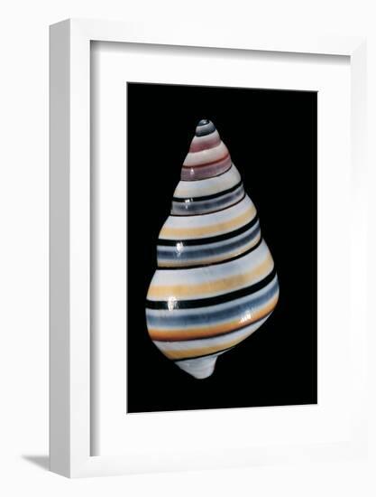 Liguus Virgineus-Paul Starosta-Framed Photographic Print