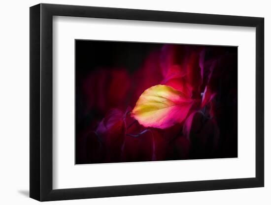 Like a Flame-Philippe Sainte-Laudy-Framed Photographic Print