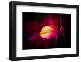 Like a Flame-Philippe Sainte-Laudy-Framed Photographic Print