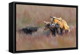 Like Father like Son-Jun Zuo-Framed Stretched Canvas