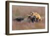 Like Father like Son-Jun Zuo-Framed Giclee Print