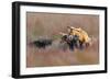 Like Father like Son-Jun Zuo-Framed Giclee Print