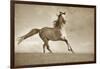 Like the Wind-Lisa Dearing-Framed Premium Photographic Print