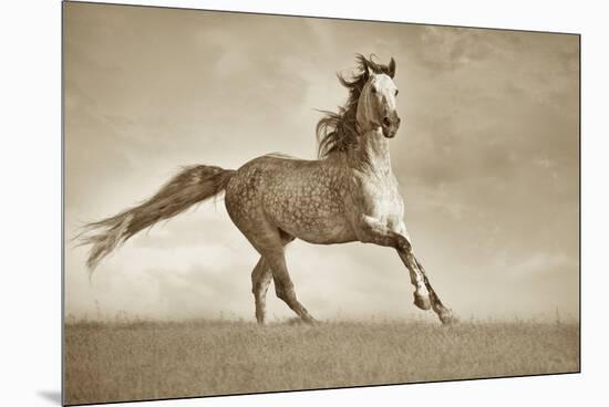 Like the Wind-Lisa Dearing-Mounted Premium Photographic Print