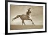 Like the Wind-Lisa Dearing-Framed Photographic Print