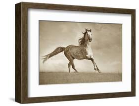 Like the Wind-Lisa Dearing-Framed Premium Photographic Print