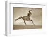 Like the Wind-Lisa Dearing-Framed Premium Photographic Print