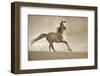 Like the Wind-Lisa Dearing-Framed Photographic Print