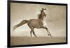 Like the Wind-Lisa Dearing-Framed Photographic Print