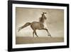 Like the Wind-Lisa Dearing-Framed Photographic Print