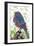 Lil Birdy-Teofilo Olivieri-Framed Giclee Print