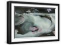 Black Frame
