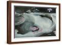 Brown Frame