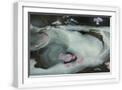 White Frame