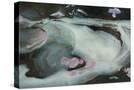 Stretched Canvas