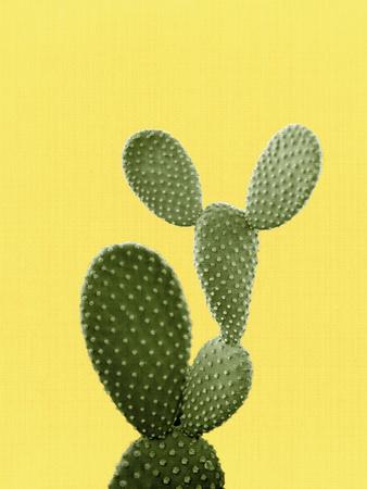 Cactus On Yellow