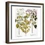 Lilac And Box, 1613-Besler Basilius-Framed Giclee Print