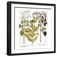 Lilac And Box, 1613-Besler Basilius-Framed Giclee Print