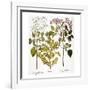 Lilac And Box, 1613-Besler Basilius-Framed Giclee Print