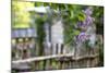 Lilac and Old Wooden Fence-Andrea Haase-Mounted Photographic Print