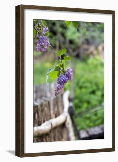 Lilac and Old Wooden Fence-Andrea Haase-Framed Photographic Print