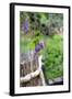 Lilac and Old Wooden Fence-Andrea Haase-Framed Photographic Print