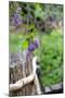 Lilac and Old Wooden Fence-Andrea Haase-Mounted Photographic Print