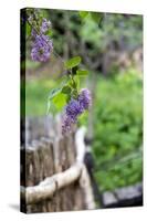 Lilac and Old Wooden Fence-Andrea Haase-Stretched Canvas