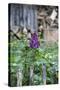 Lilac and Old Wooden Fence-Andrea Haase-Stretched Canvas