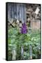 Lilac and Old Wooden Fence-Andrea Haase-Framed Stretched Canvas