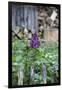 Lilac and Old Wooden Fence-Andrea Haase-Framed Photographic Print