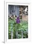 Lilac and Old Wooden Fence-Andrea Haase-Framed Photographic Print