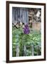 Lilac and Old Wooden Fence-Andrea Haase-Framed Photographic Print