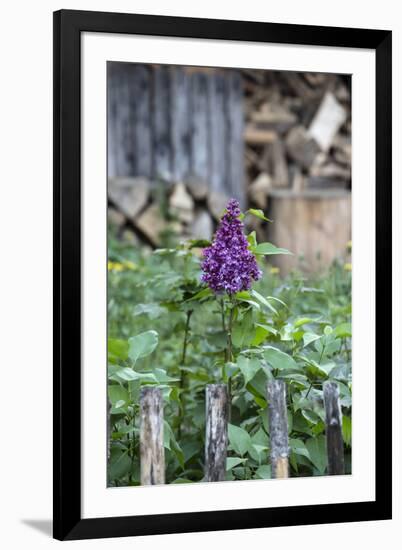 Lilac and Old Wooden Fence-Andrea Haase-Framed Photographic Print