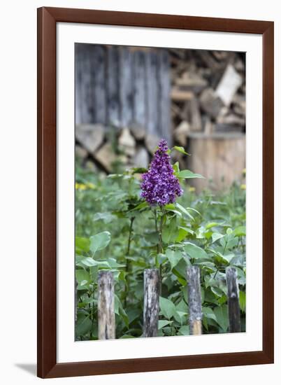 Lilac and Old Wooden Fence-Andrea Haase-Framed Photographic Print