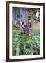 Lilac and Old Wooden Fence-Andrea Haase-Framed Photographic Print