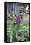 Lilac and Old Wooden Fence-Andrea Haase-Framed Stretched Canvas