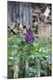 Lilac and Old Wooden Fence-Andrea Haase-Mounted Photographic Print